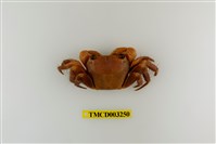 藏品(格雷陸方蟹)的圖片